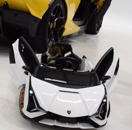 MILO's Remote Controlled Lamborghini Revuelto