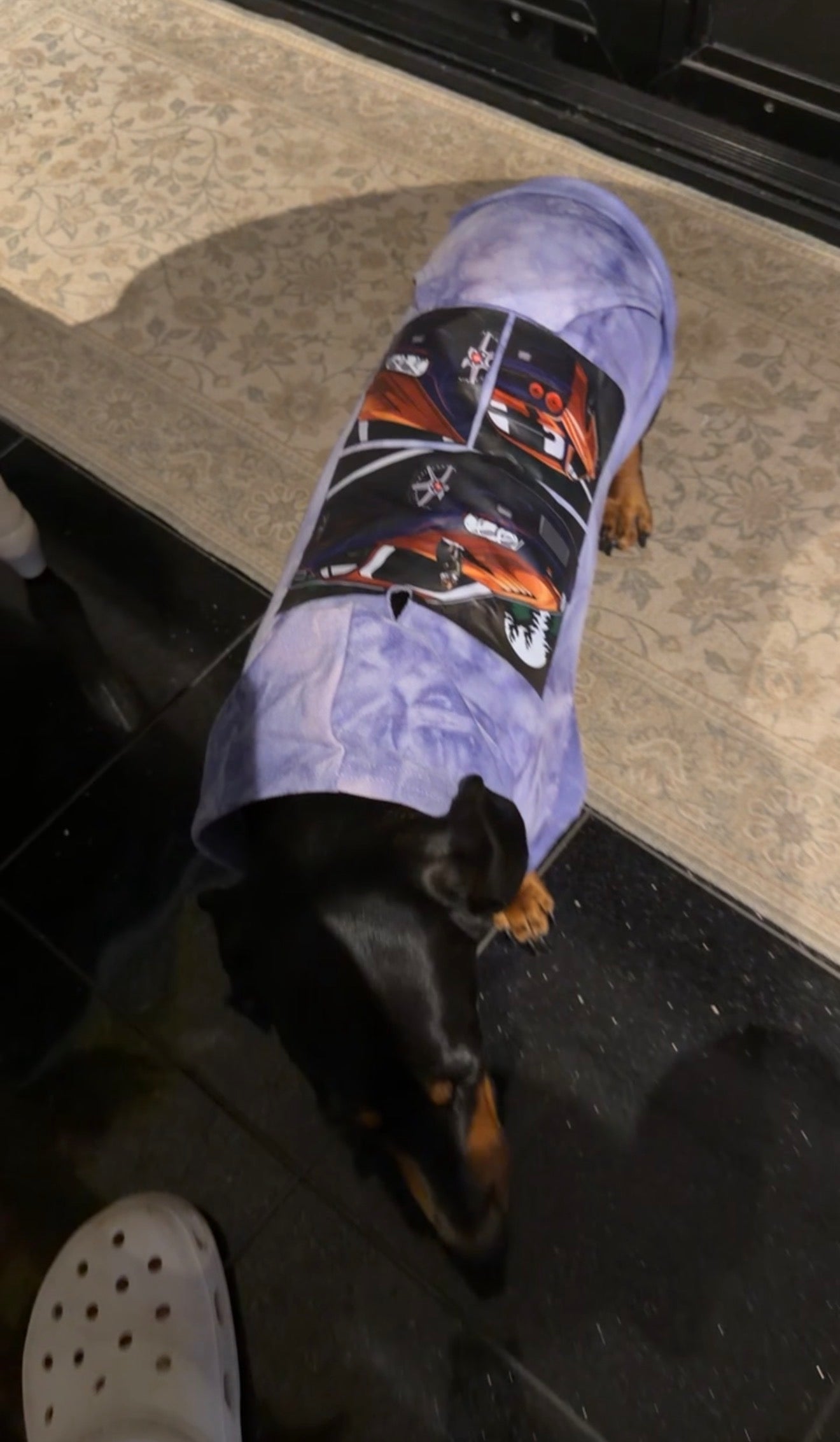 Milo Pet Hoodies!